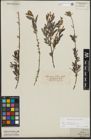 Foto von Salix repens subsp. incubacea (L.) A. Neumann